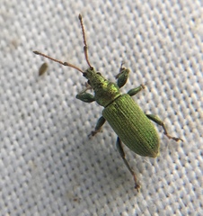 Phyllobius maculicornis