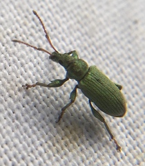 Phyllobius maculicornis
