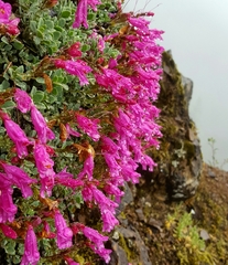 Penstemon rupicola