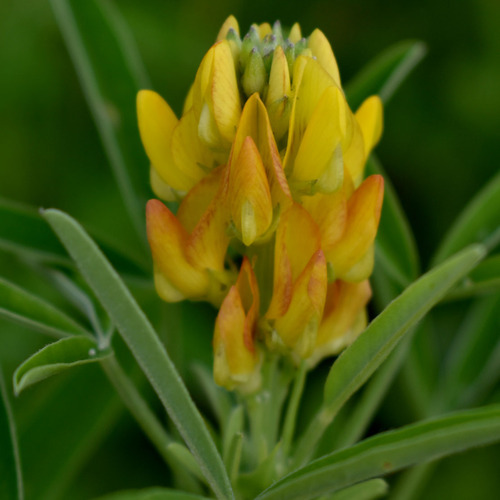 Crotalaria goreensis
