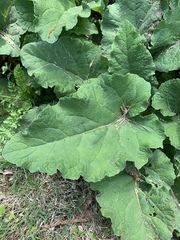 Arctium