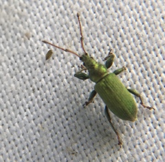 Phyllobius maculicornis