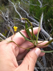 Osteospermum ciliatum