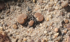Lithops