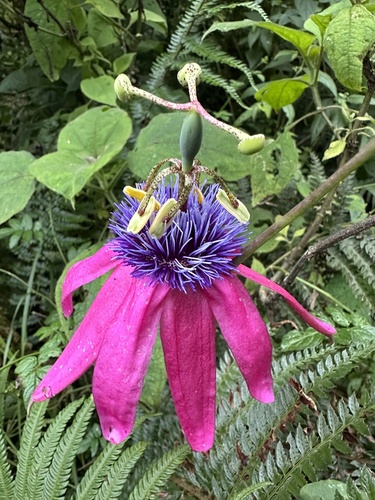 Passiflora longipes, photograph 3