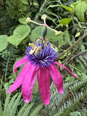 Passiflora longipes, photograph (c) Nicolás Baresch Uribe, some rights reserved (CC BY)
