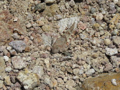 Heliastus sumichrasti