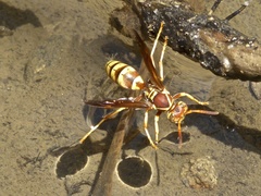 Polistes dorsalis californicus
