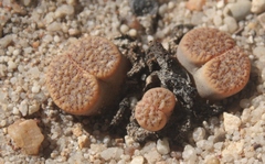 Lithops