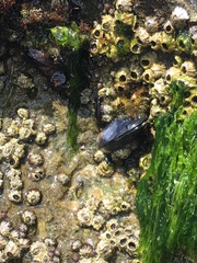 Mytilus californianus