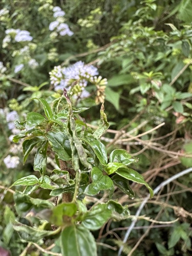 Asplundianthus arcuans, photograph 6