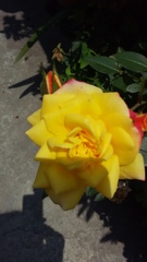 Rosa