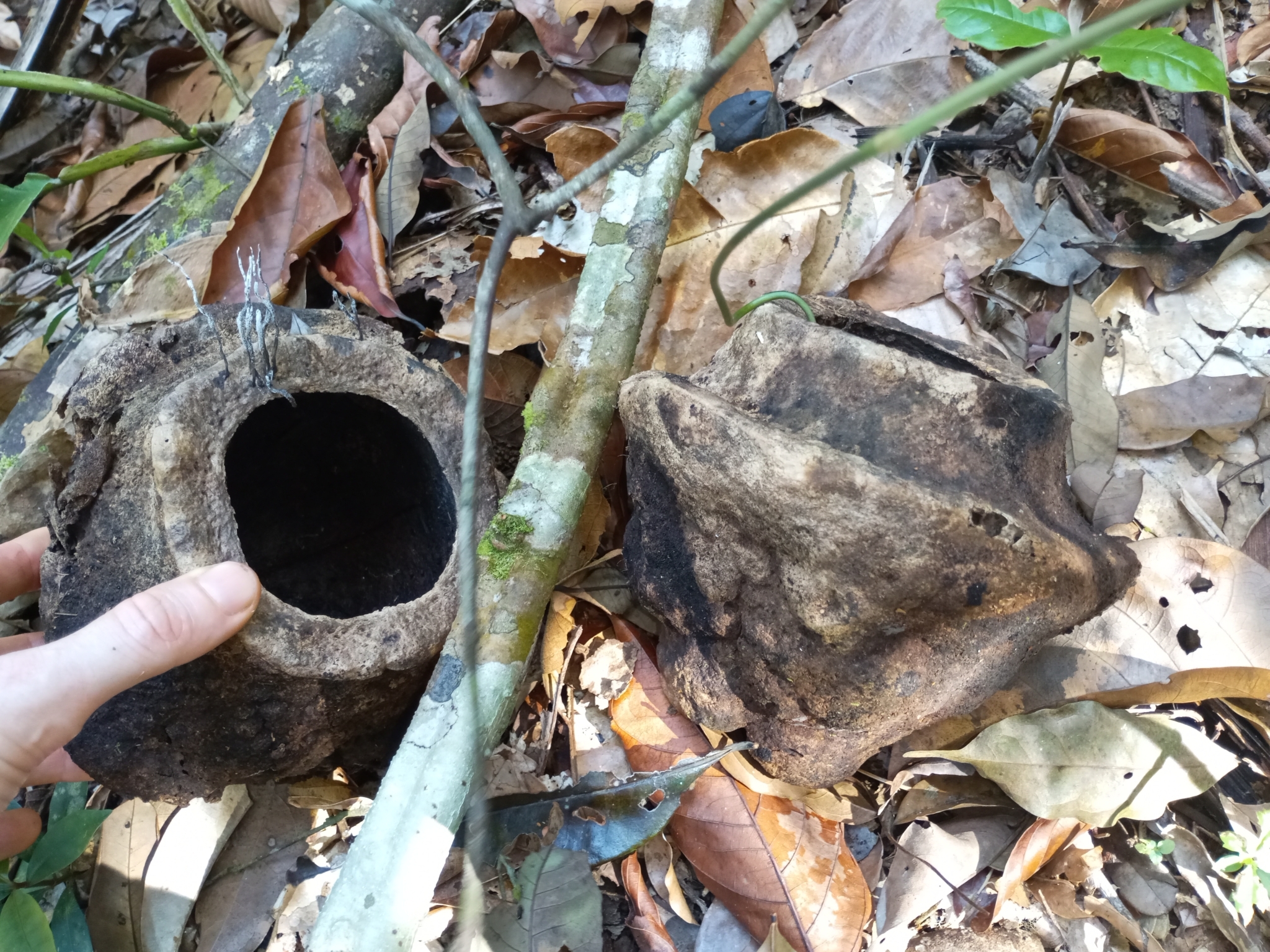Imagem de Castanha-sapucaia