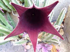 Stapelia leendertziae