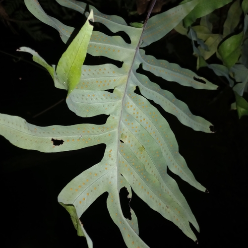 Phlebodium aureum