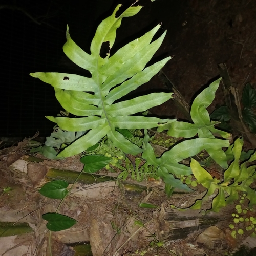 Phlebodium aureum
