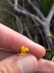 Osteospermum ciliatum