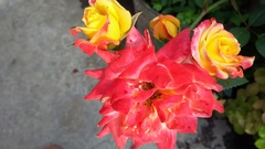 Rosa