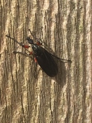 Bibio femoratus