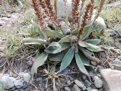 Plantago orbignyana