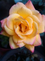 Rosa