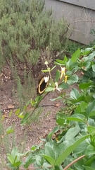 Papilio garamas garamas