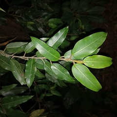 Coussapoa microcarpa, photograph (c) Patrícia Mees, some rights reserved (CC BY)