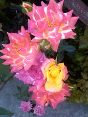 Rosa