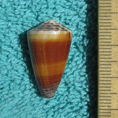 Conus planorbis