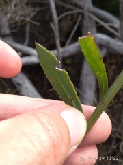 Osteospermum ciliatum