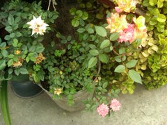 Rosa