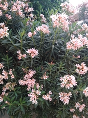 Nerium oleander