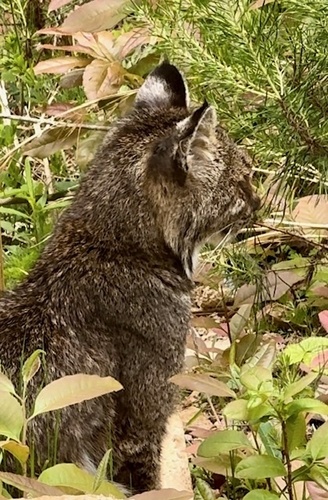 Bobcat photographed in Georgia