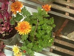 Chrysanthellum
