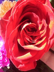 Rosa