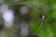Cyrtophora moluccensis