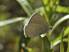 Satyrium sylvinus