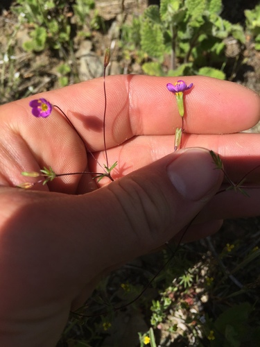 iNaturalist observation photo of Bolander's linanthus