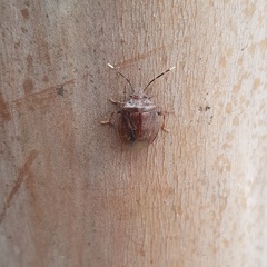 Antiteuchus tripterus