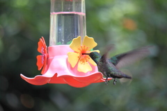 Chrysuronia versicolor