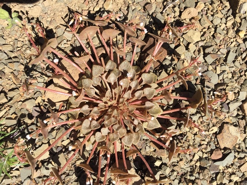 iNaturalist observation photo of Red-stem Springbeauty