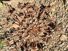 Claytonia rubra rubra