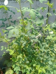 Crotalaria longirostrata