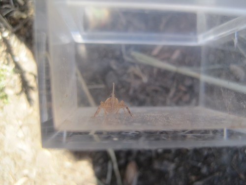 Dictyopharidae