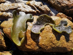 Codium stephensiae