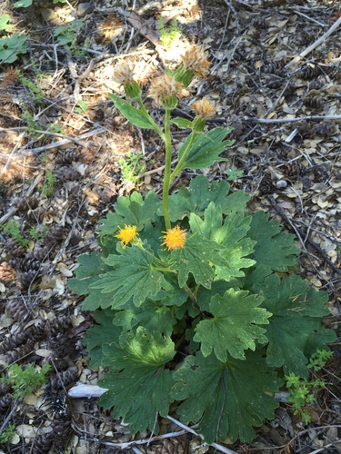 iNaturalist observation photo of Silver-crown