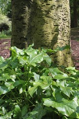 Arum italicum italicum
