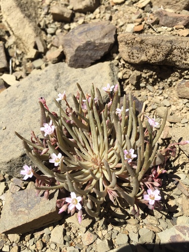 iNaturalist observation photo of Serpentine Springbeauty