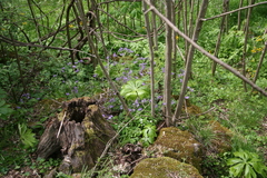 Phacelia bipinnatifida