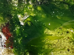 Ulva rigida